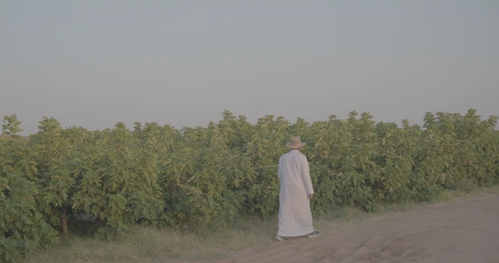 رجل يرتدي الزي السعودي يمشي بجانب شجر التين في حقل، لقطة نهارية.