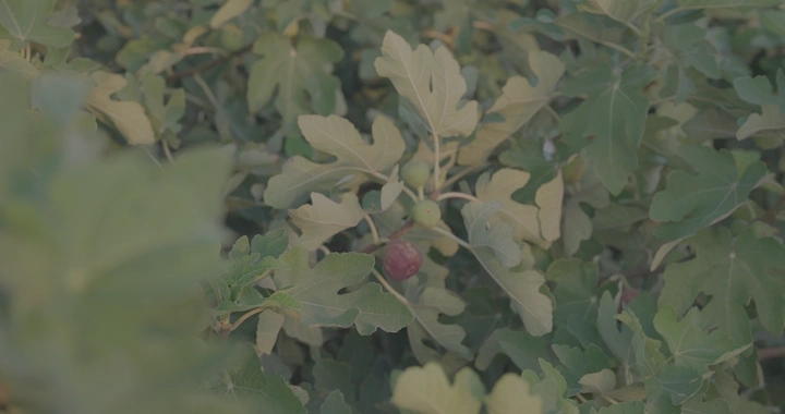 رجل يقطف تين في حقل، لقطة قريبة.