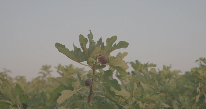 رجل يقطف تين في حقل عند الغروب، لقطة قريبة.