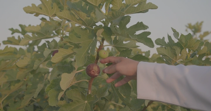 يد تقطف ثمار التين على الشجرة في مزرعة، لقطة قريبة.