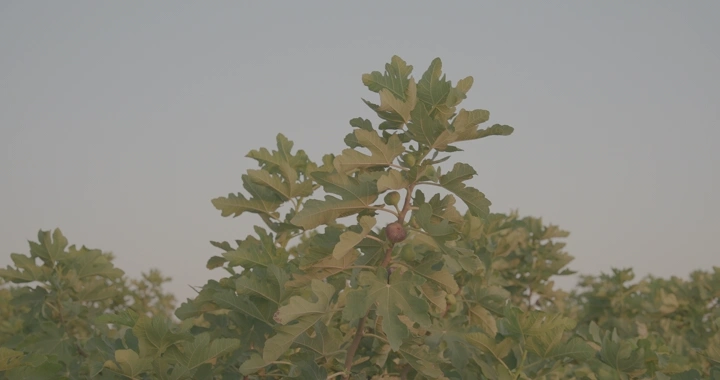 يد تقطف ثمار التين في حقل تحت سماء صافية، لقطة قريبة.