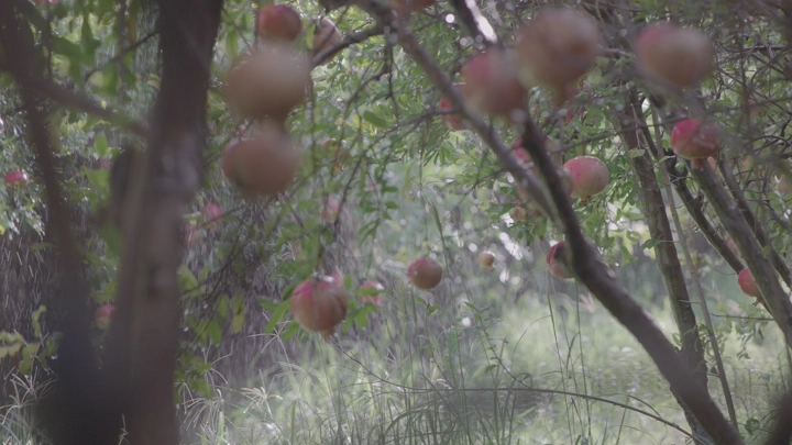 أشجار رمان في مزرعة خلال النهار، لقطة طبيعية.