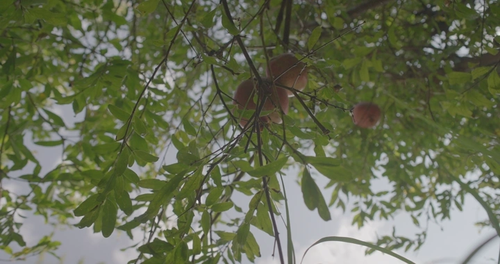 شخص يقطف ثمار الرمان من شجرة في مزرعة، لقطة من الأسفل.