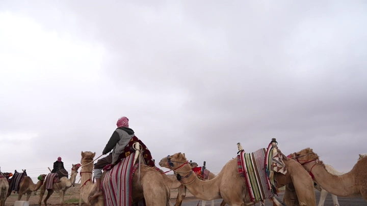 مجموعة من الجمال في الصحراء تحت سماء غائمة، لقطة واسعة.
