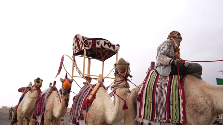 جمال مزينة بالسدو تسير في الصحراء، لقطة جانبية.