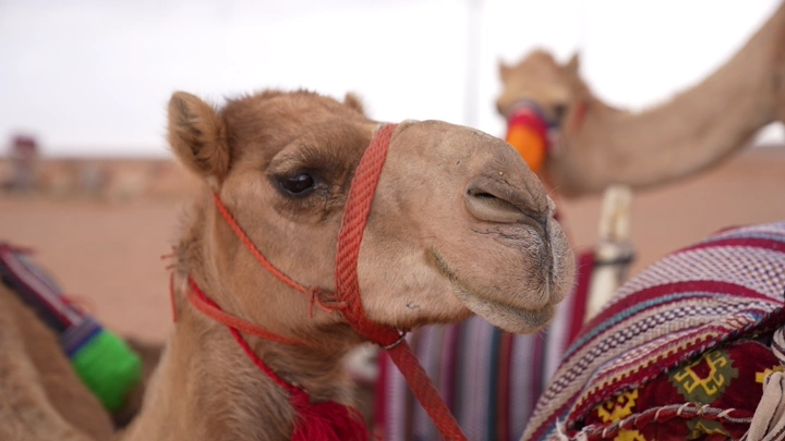 جمل في الصحراء مع سرج ملون، لقطة قريبة.