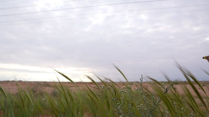 عشب طويل في حقل تحت سماء غائمة مع مرور الجمال من خلفها، لقطة منخفضة.