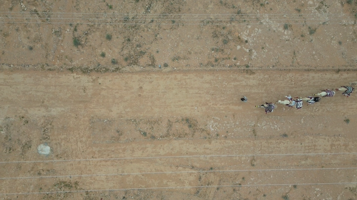 جمال تسير في الصحراء من الأعلى، لقطة جوية.