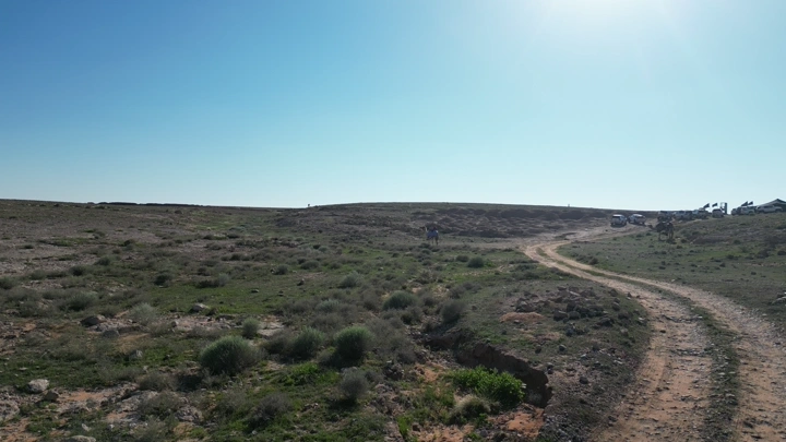 صحراء منتشر فيها الربيع والخضرة مع وجود الابل تحت سماء زرقاء، لقطة من الأرض.