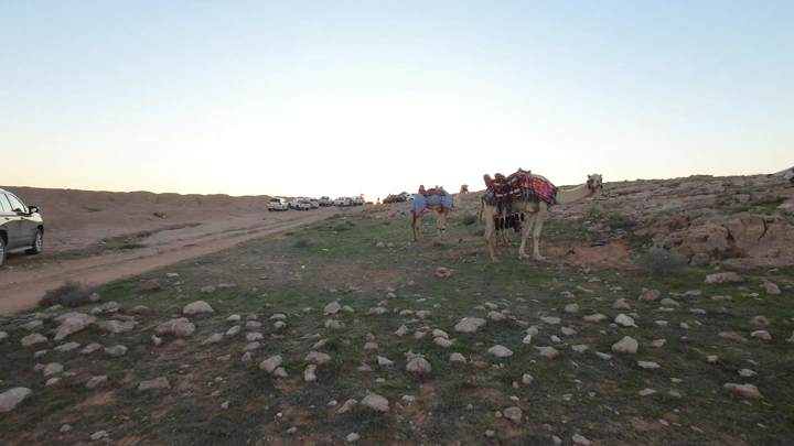 جمال تسير في الصحراء عند الغروب، لقطة واسعة.