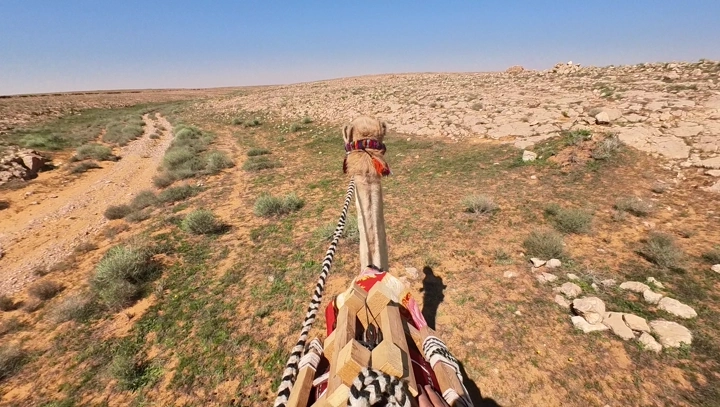 ركوب جمل في صحراء واسعة، لقطة من الخلف.