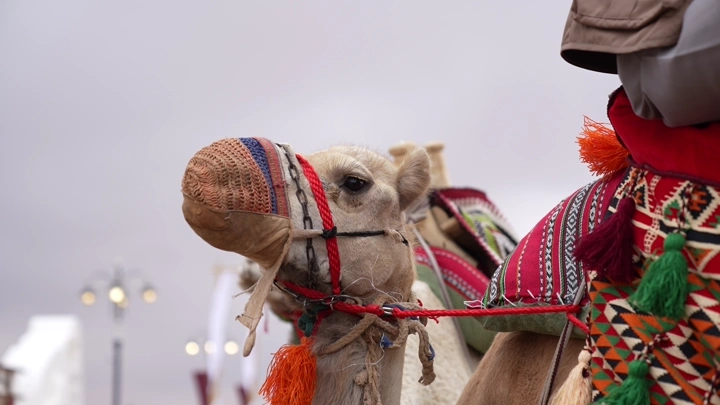 جمل مزين بالسدو في مهرجان ثقافي، لقطة قريبة.