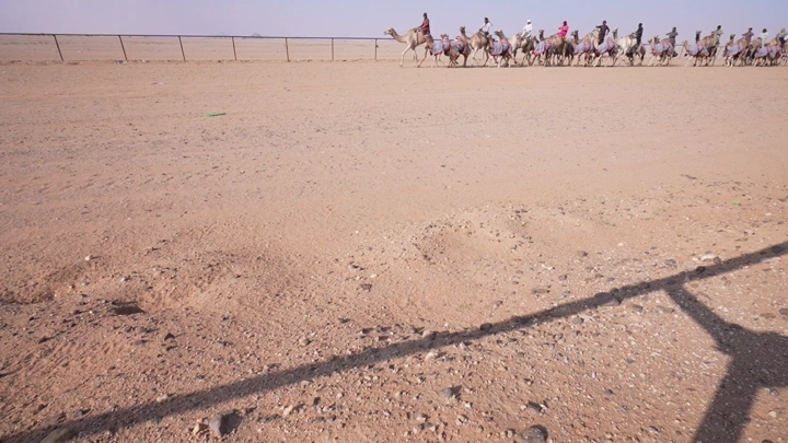 جمال في الصحراء، لقطة من زاوية منخفضة.