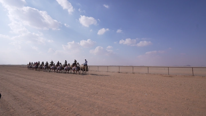 إبل في الصحراء تحت سماء زرقاء، لقطة واسعة.