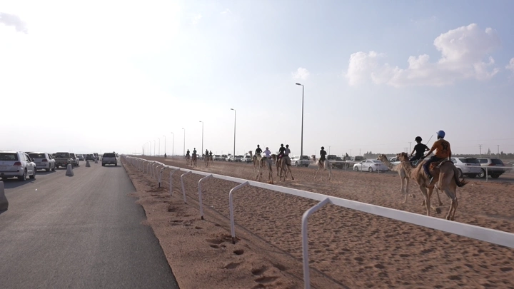 سباق هجن في الصحراء بجانب طريق، لقطة واسعة.