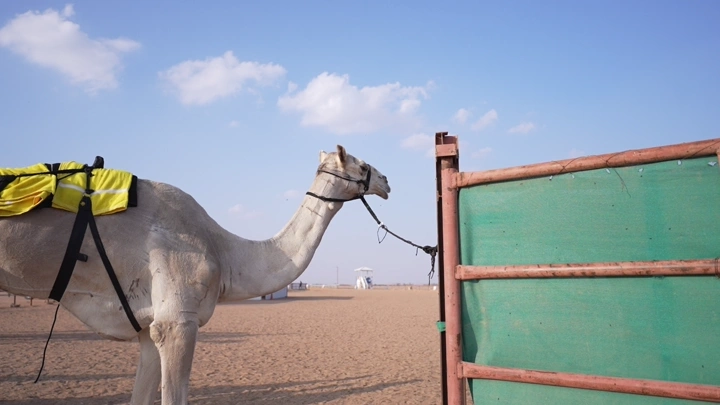 جمل مربوط في الصحراء تحت سماء زرقاء، لقطة نهارية.