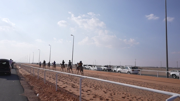 سباق هجن في الصحراء نهارًا، لقطة واسعة.