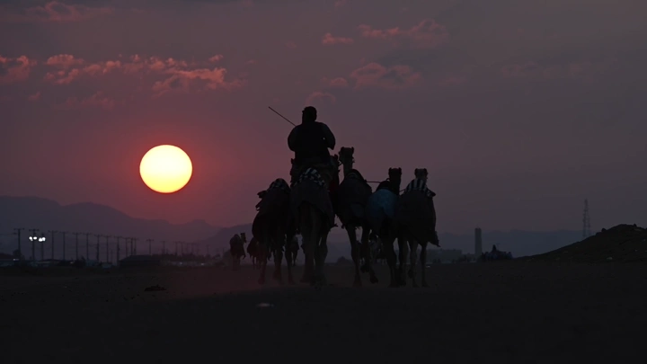 جمال تسير في الصحراء عند غروب الشمس، لقطة ظلية.