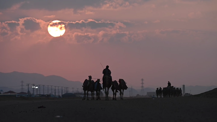 جمال تسير في الصحراء عند الغروب، لقطة ظلية.