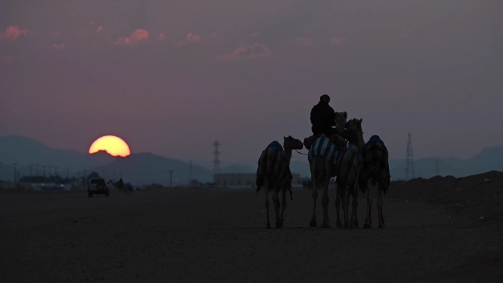 جمال تسير في الصحراء عند غروب الشمس، لقطة ظلية.