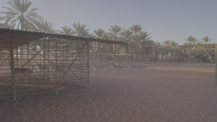 غزلان في حظيرة بين النخيل عند الغروب، لقطة واسعة.