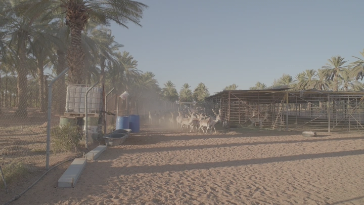 غزلان تركض في مزرعة نخيل، لقطة نهارية واسعة.