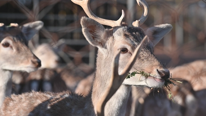 غزال يأكل العشب في حقل، لقطة مقربة.