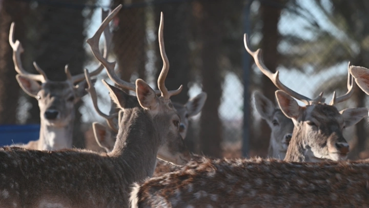 مجموعة من الغزلان في محمية، لقطة قريبة.