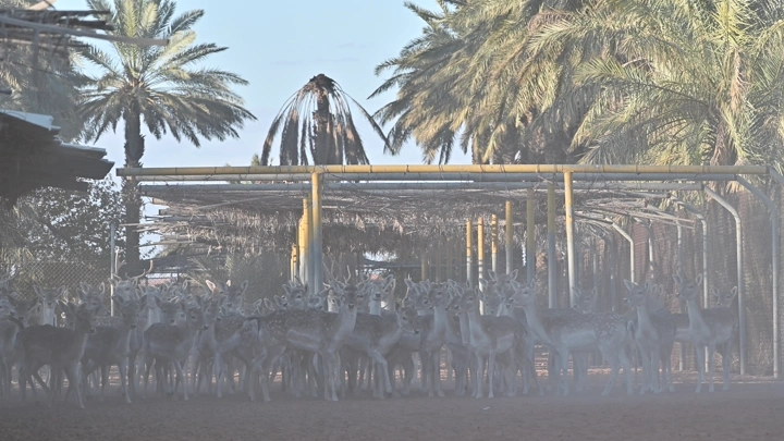 مجموعة من الغزلان في حظيرة محاطة بالنخيل، لقطة نهارية.