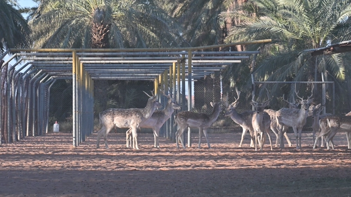 غزلان في حظيرة محاطة بأشجار النخيل، لقطة نهارية.