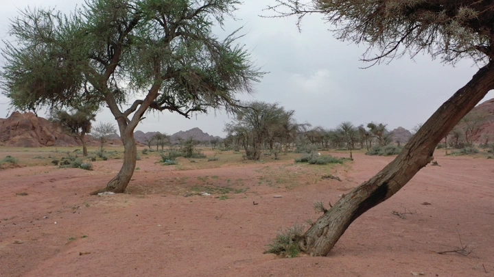 أشجار متناثرة في صحراء حائل، لقطة أرضية.