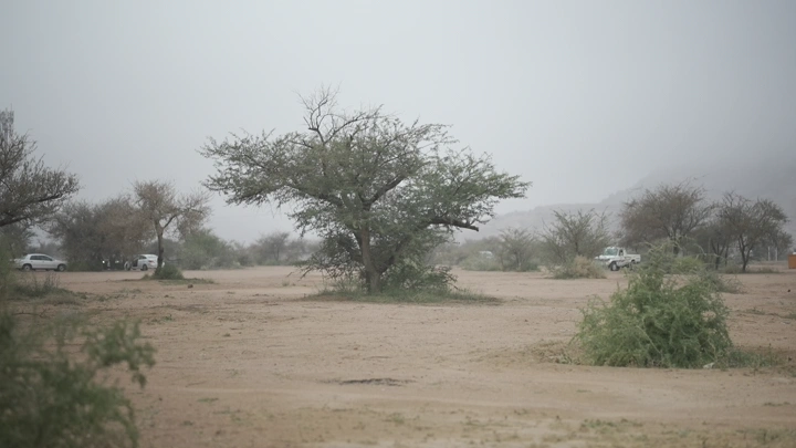 أشجار في صحراء مشار حائل، لقطة نهارية.