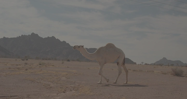 جمل يمشي في صحراء جبلية، لقطة نهارية.