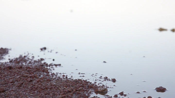 بركة ماء يمر من فوقها دراج، لقطة قريبة.