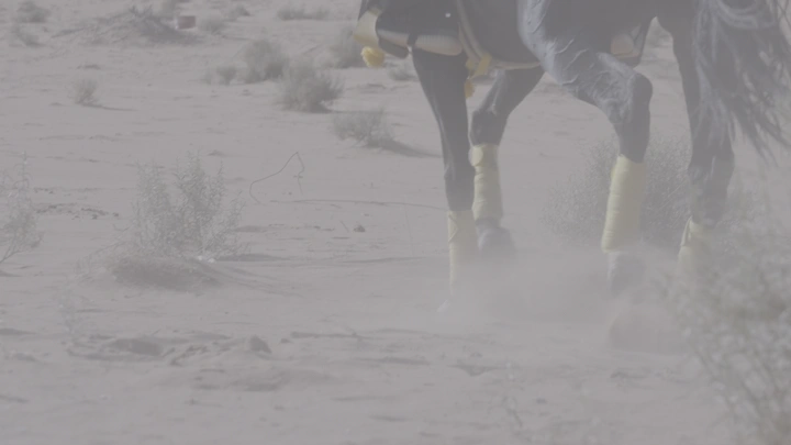 حصان في صحراء النفود، لقطة قريبة.