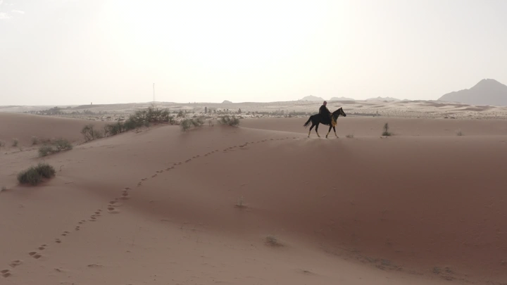 فارس يمتطي حصانًا في صحراء النفود، لقطة واسعة.