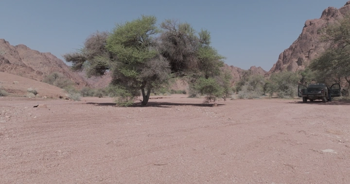 شجرة في صحراء حائل تحت سماء زرقاء، لقطة أرضية.