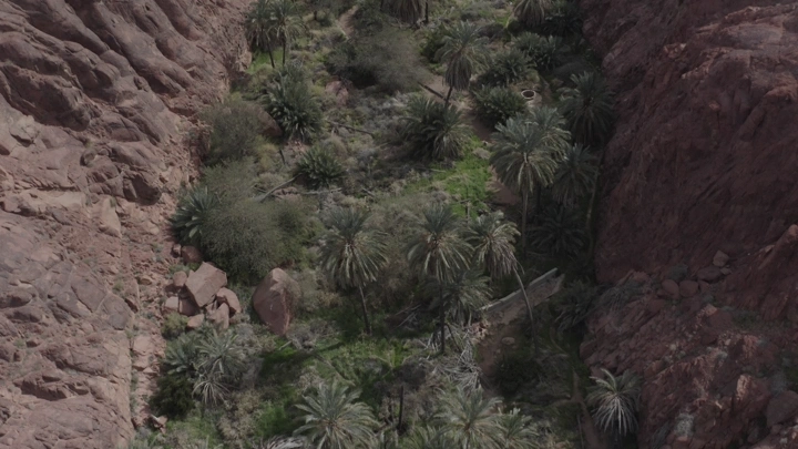 نخيل وسط جبال في حائل، لقطة جوية.