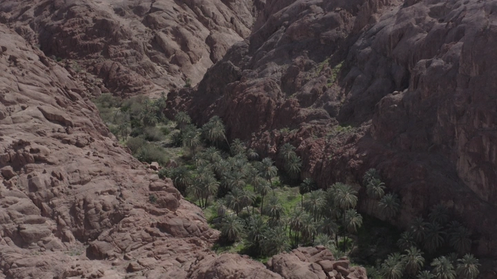 نخيل وسط جبال في حائل، لقطة جوية.