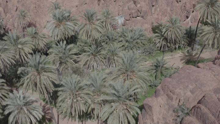 نخيل وسط جبال حائل، لقطة جوية.