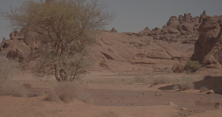 صحراء صخرية مع شجرة في المنتصف، تصوير نهاري.