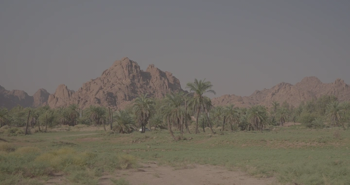 نخيل في جبال عقدة بحائل، صورة طبيعية نهارية.