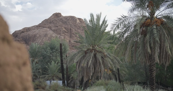 نخيل أمام جبل صخري في يوم غائم، لقطة طبيعية.