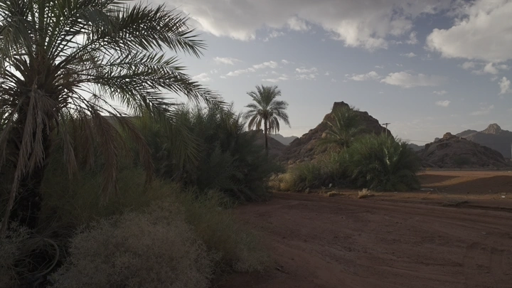 نخيل وصخور في حائل تحت سماء غائمة، لقطة طبيعية.