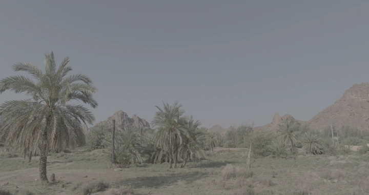 نخيل في جبال عقدة حائل، لقطة نهارية.