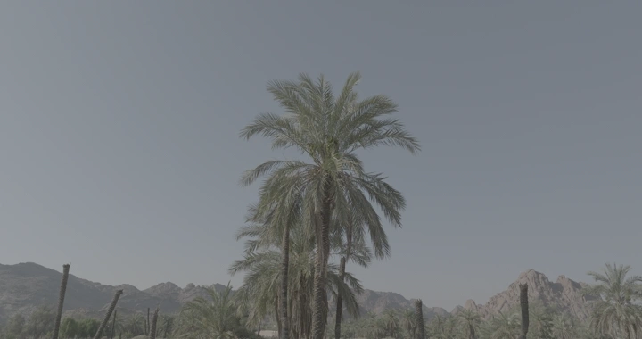 نخلة في وسط جبال عقدة حائل، لقطة نهارية.