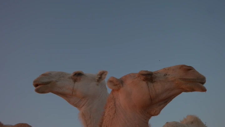 جمال في الصحراء عند الغروب، لقطة مقربة.