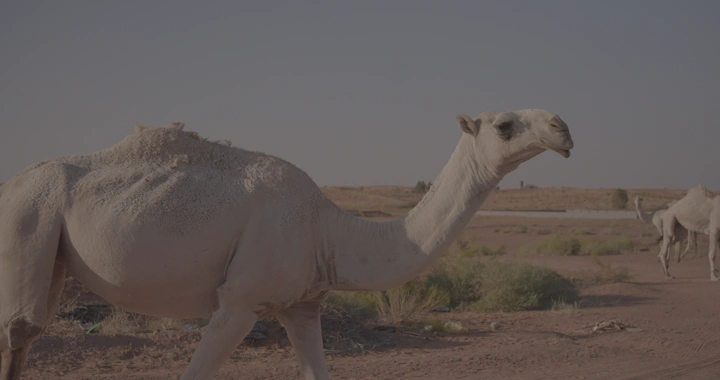 جمل في الصحراء تحت ضوء الشمس، لقطة طبيعية.