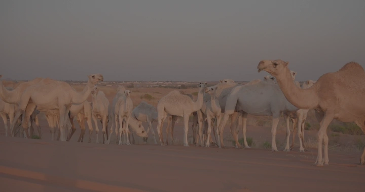مجموعة من الجمال في الصحراء عند الغروب، صورة طبيعية.