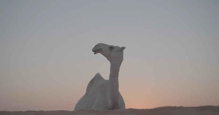 جمل جالس في الصحراء عند الغروب، لقطة منخفضة.